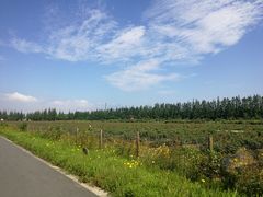 -上海长兴岛郊野公园