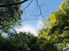 -岚山嵯峨野观光小火车