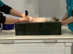 -美联众合爱康动物医院•复杂内科•肿瘤科•牙科•腔镜诊疗中心