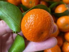 -78线水果批发市场精品厅五号