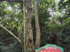 -呀诺达热带雨林