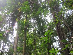 -武吉知马自然保护区