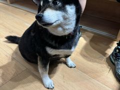 -是阿柴呀！柴犬咖啡·爱喵喵猫咖
