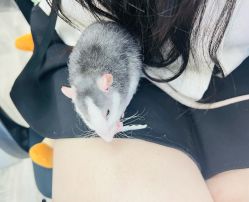 -D.z Salon 无痕接发潮店