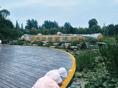 -泗洪洪泽湖湿地景区