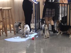 -喵园·猫主题咖啡厅·撸猫·猫咖(国贸店)