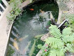 -Fern Forest Cafe