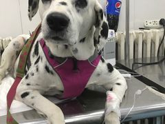 -北京赛佳动物医院