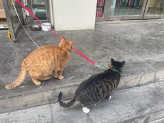 -清真白建强牛肉面(金雁花园店)