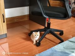 -贝康宠物医院·犬猫全科·小动物特色诊疗中心(东环路店)