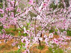 -武汉紫薇都市田园