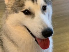 -Husky Go! 哈士奇体验馆·宠物咖啡厅狗咖