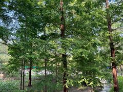 -白水寺森林公园