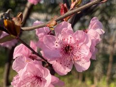 -大渡口区义渡公园