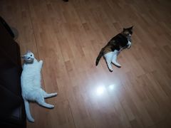 -北京赛佳动物医院