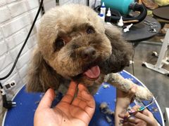 -PETKIT小佩宠物(古北店)