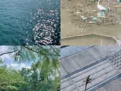 -深圳仙湖植物园