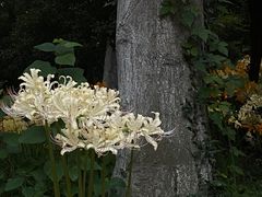 -老山国家森林公园