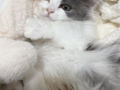 -小猫来了·猫咪专售(红山六九七九店)