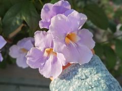 -上海辰山植物园