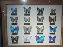 -上海昆虫博物馆