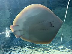 -上海海洋水族馆