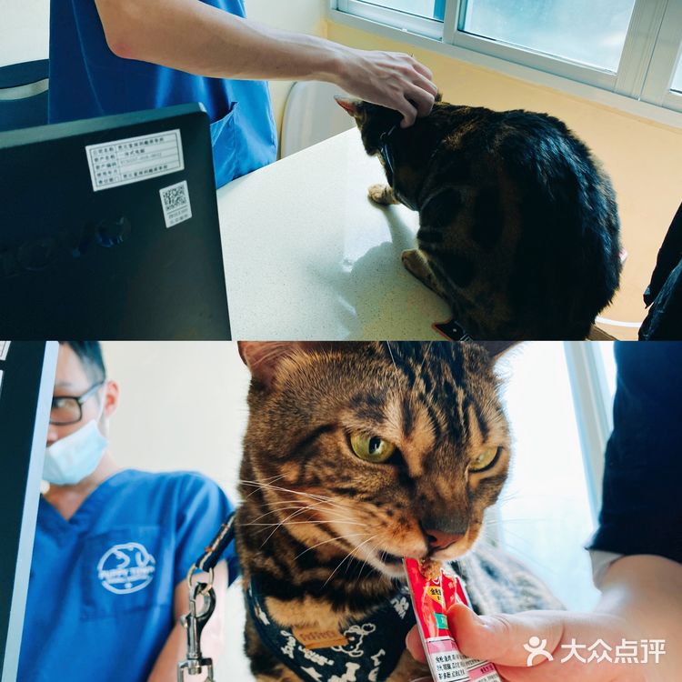 体验|猫咪打疫苗—丢脸丢到姥姥家🐈👵🏻