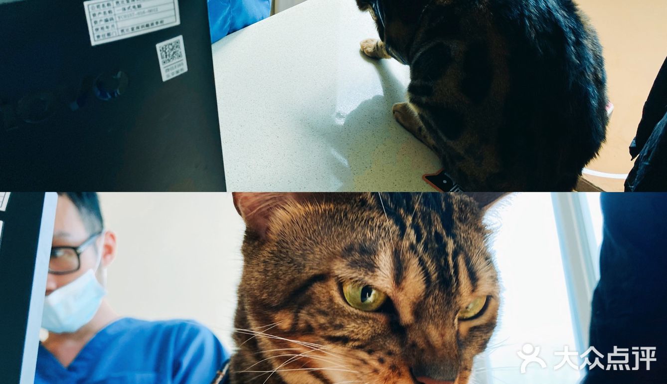 体验|猫咪打疫苗—丢脸丢到姥姥家🐈👵🏻