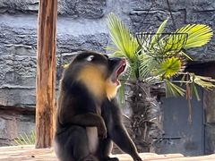 -杭州野生动物世界