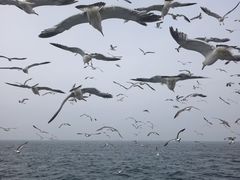 -海驴岛(荣成市)