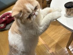 -滚猫咖啡·猫咖·猫友好撸猫(未来城店)