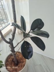 -HEYAN荷妍专业脱毛连锁机构