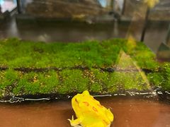 -帕帕拉兹宠物(亚洲旗舰店)