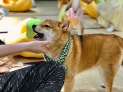 -逗柴咖啡屋·狗咖猫咖宠物桌游