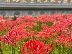 -西安大兴善寺