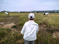-盐城丹顶鹤湿地生态旅游区