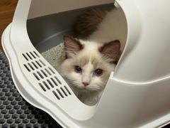 -凯特喵百思猫专科医院