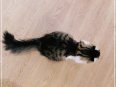 -1013 PET SHOP精品宠物商店(丁香店)