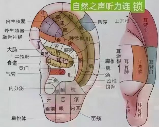 耳背图解图片