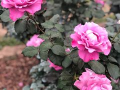 -人民公园(罗湖区)