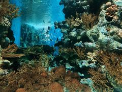 -上海海洋水族馆