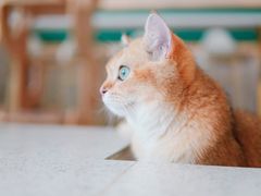 -飞行喵MR PILOT|猫舍·猫咖(静安大融城店)