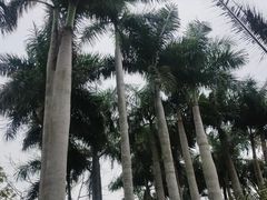 -深圳仙湖植物园
