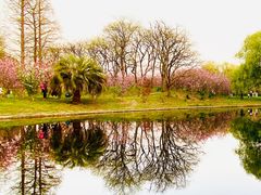 -上海共青森林公园