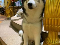 -more than meow吴止猫主题餐厅(承德 中船汇店)