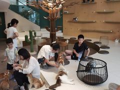 -飞行喵MR PILOT|猫舍·猫咖(静安大融城店)