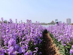 -顺峰山公园