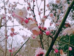 -香雪海