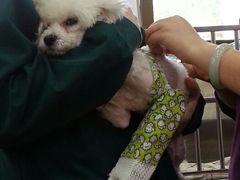 术后的香香，大夫又绑了外固定-瑞派天使宠物医院·神经外科·骨科·核磁(洛川中路店)