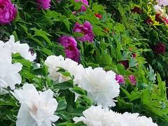 -莲花池公园